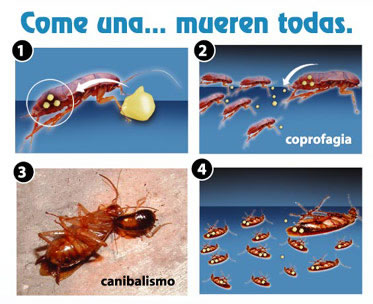 ¿Por qué a veces fallan los geles de cucarachas?